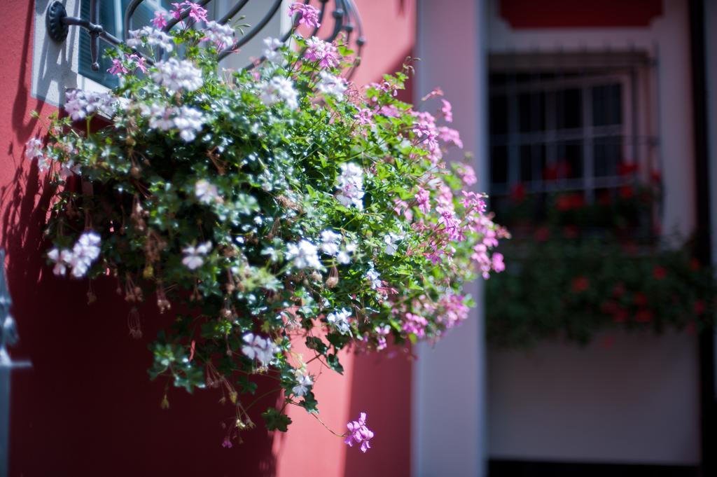 B&B Il Pettirosso Malonno Exterior foto